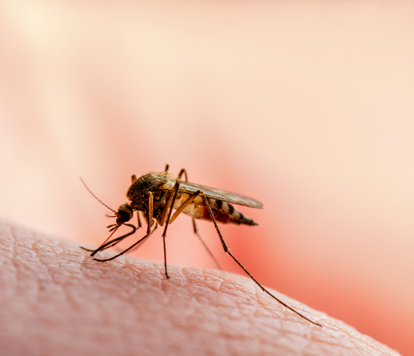 Malaria1 - Miles Pharmacy