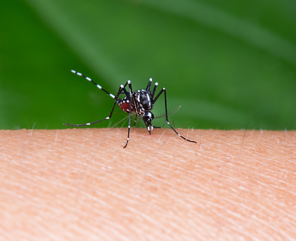 japanese-encephalitis - Miles Pharmacy