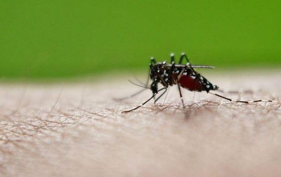 Cause of Yellow Fever and Possible Vaccine Reactions
