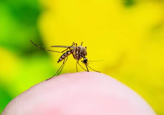 What is yellow fever vs dengue fever - Miles
